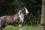 BULL TERRIER MINIATURE 264